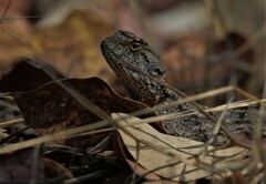Agama armata