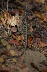 Agama armata