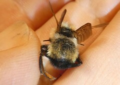 Bombus citrinus