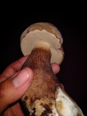 Boletus quercophilus