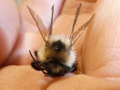Bombus citrinus