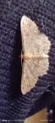 Cyclophora