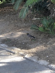 Acridotheres tristis