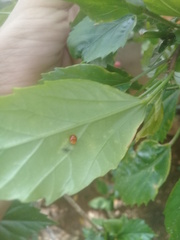 Cryptognatha auriculata