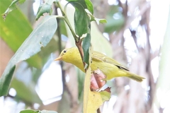 Phylloscopus ricketti