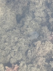 Carybdea marsupialis