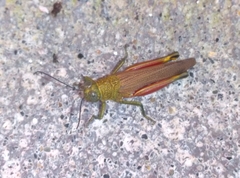 Proctolabinae