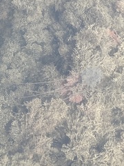 Carybdea marsupialis