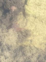 Carybdea marsupialis