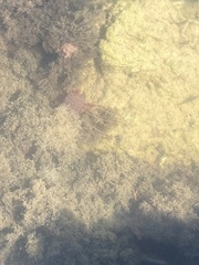 Carybdea marsupialis