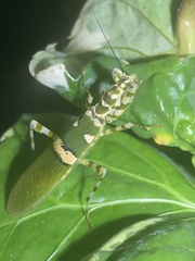 Creobroter meleagris