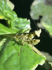 Creobroter meleagris
