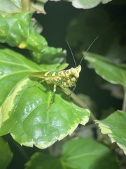 Creobroter meleagris