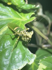 Creobroter meleagris