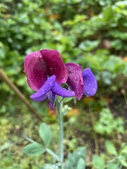 Lathyrus odoratus
