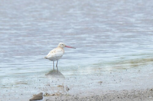 Black-Tailed Godwit