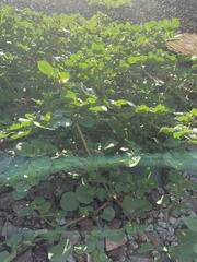 Trianthema portulacastrum