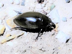 Hydrophilus insularis