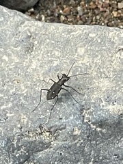 Cylindera discreta