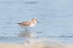 Calidris minuta