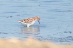 Calidris minuta