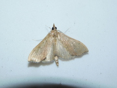 Sericoplaga externalis
