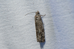 Retinia gemistrigulana