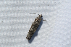 Retinia gemistrigulana