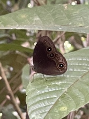 Mycalesis tagala