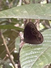 Mycalesis tagala