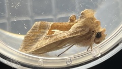 Autographa pasiphaeia