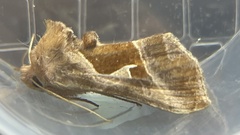 Autographa pasiphaeia