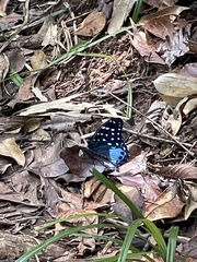 Lexias satrapes ormocana