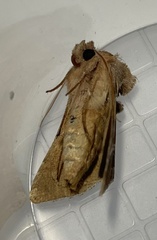 Autographa pasiphaeia