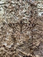 Rhimphalea