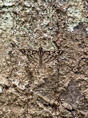 Rhimphalea