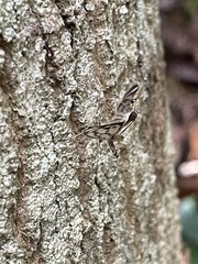 Rhimphalea