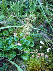 Pyrola morrisonensis
