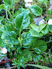 Pyrola morrisonensis