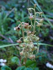 Pyrola morrisonensis