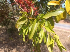 Globimetula rubripes