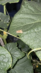 Autographa pasiphaeia