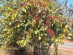 Globimetula rubripes