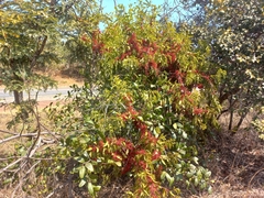 Globimetula rubripes