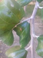 Enchenopa squamigera