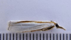 Crambus girardellus