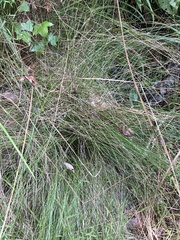 Eleocharis tortilis