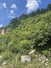 Pinus tabuliformis