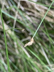 Eleocharis tortilis
