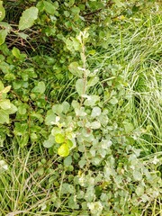 Salix aurita